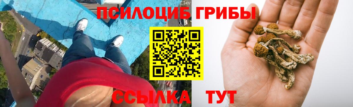 Галлюциногенные грибы Psilocybe Богородицк